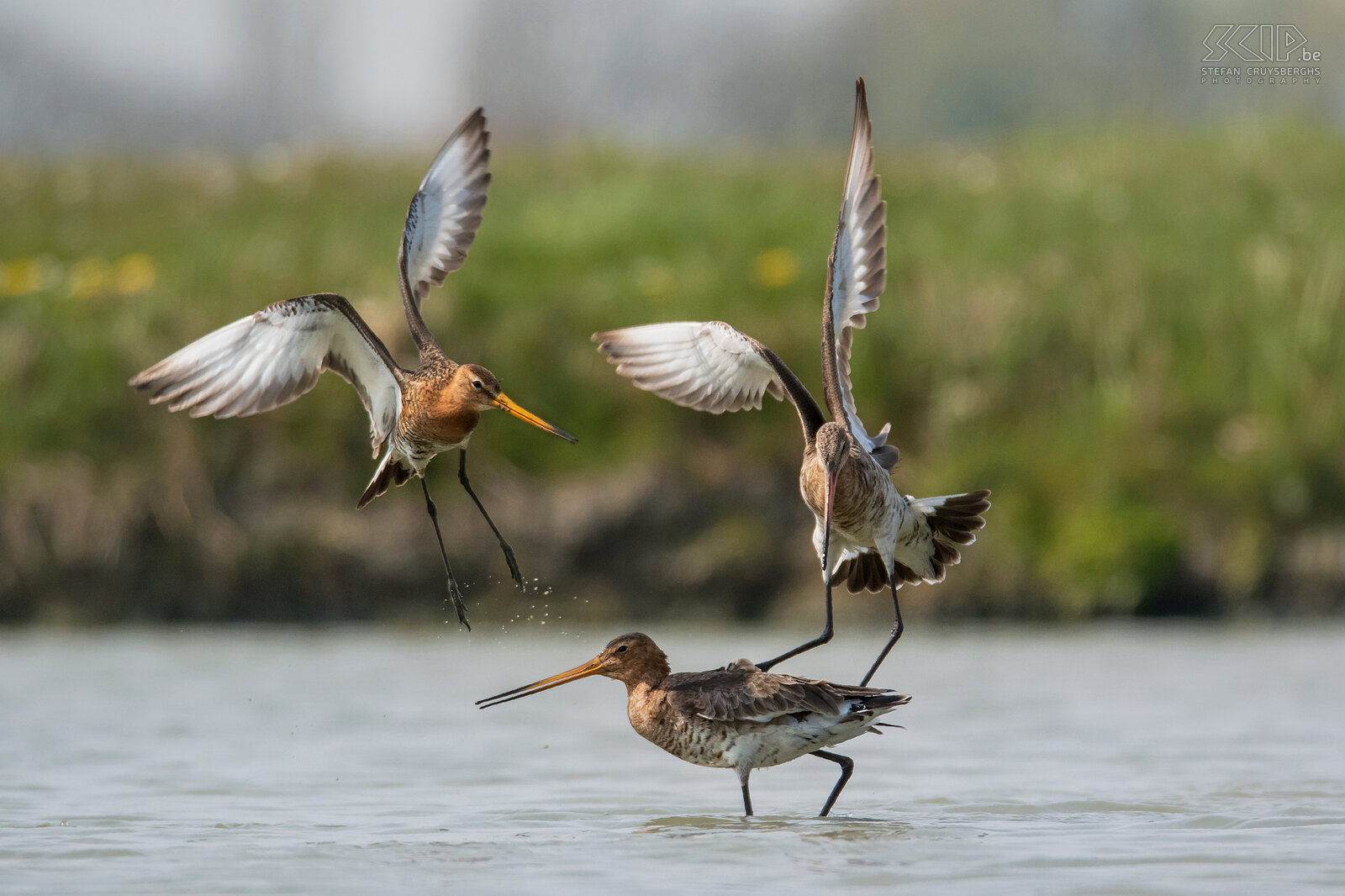 Grutto's De grutto (Black-tailed godwit, Limosa limosa) is een prachtige steltloper en een weidevogel bij uitstek. Ze overwinteren in Afrika maar vroeg in de lente komen ze terug naar de Lage Landen. Tijdens het broedseizoen laat de grutto spectaculaire baltsvluchten zien. Ik kon ze al baltsend en parend fotograferen in Friesland.<br />
<br />
De helft van alle grutto’s in Europa broedt in Nederland. De populatie staat echter zwaar onder druk en ze worden jammer genoeg almaar meer teruggedrongen naar weidevogelreservaten. De soort staat tegenwoordig als Gevoelig op de internationale Rode Lijst van de IUCN. Grutto's maken een onopvallend grasnest in weidelanden en leggen gemiddeld 3 à 4 eieren. Ze eten regenwormen, insecten en larven van insecten.<br />
 Stefan Cruysberghs